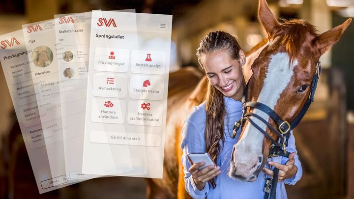 Bild där en kvinna håller om en häst och tittar i mobil där skärmbilder är inkopierade.