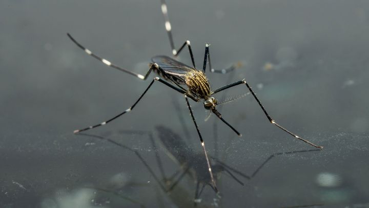 Alttext. Närbild på en mygga med gulrandig överkropp och vita band på benen.