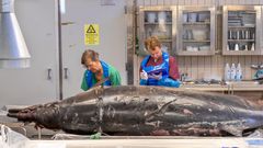 Ett team av veterinärer och marinbiologer från Statens veterinärmedicinska anstalt och Naturhistoriska riksmuseet undersöker den strandade näbbvalen. Foto: Oloph Demker/SVA.