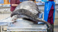 Näbbvalen på obduktionsbord hos SVA. Foto: Oloph Demker/SVA