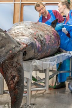 Näbbvalen på obduktionsbord hos SVA. Foto: Oloph Demker/SVA