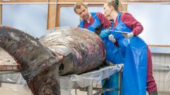 Näbbvalen på obduktionsbord hos SVA. Foto: Oloph Demker/SVA