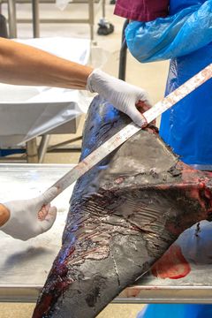 Näbbvalens stjärtfena mäts. Foto: Oloph Demker/SVA