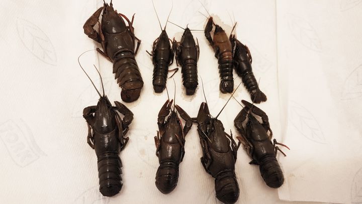 Kräftpestdrabbade kräftor ligger upplagda på papper inför provtagning.