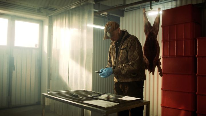 I ett garage med morgonljus in genom fönstren står en jägare framför ett hängande avhudat vildsvin och registrerar sitt vävnadsprov i appen Trikintest.