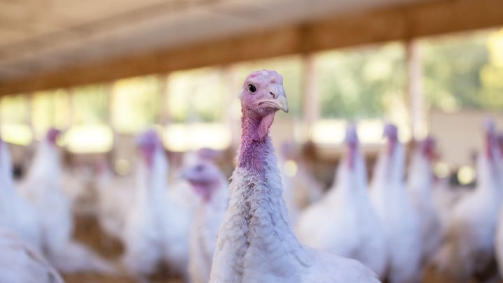 En kalkon framför andra i kalkonhus.