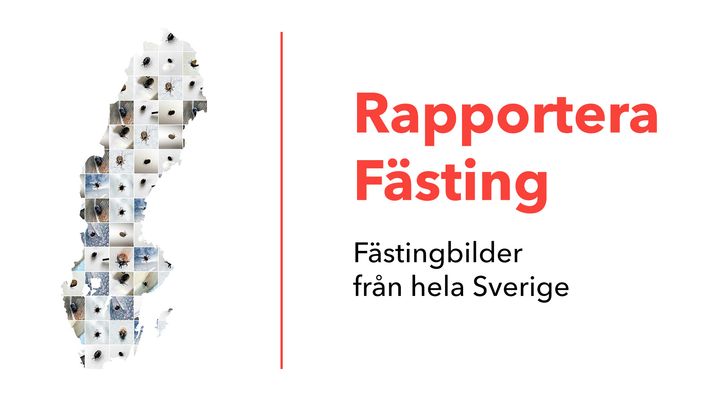 Till vänster: Sverige-karta med små bilder av fästingar. Till höger: texten Rapportera Fästing, fästingbilder från hela Sverige.