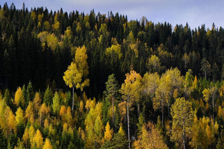 Skog i Sverige