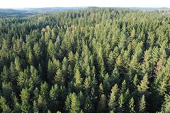 Det behövs starka incitament för investeringar i skogsbruk, tillväxthöjande insatser och naturvård, menar Skogsindustrierna.