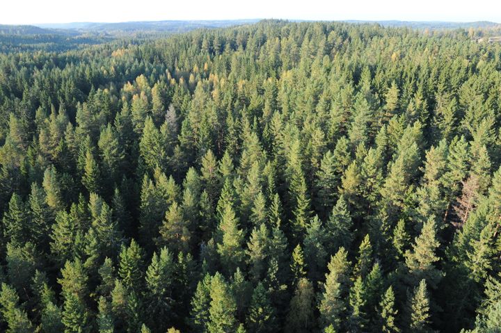 Det behövs starka incitament för investeringar i skogsbruk, tillväxthöjande insatser och naturvård, menar Skogsindustrierna.