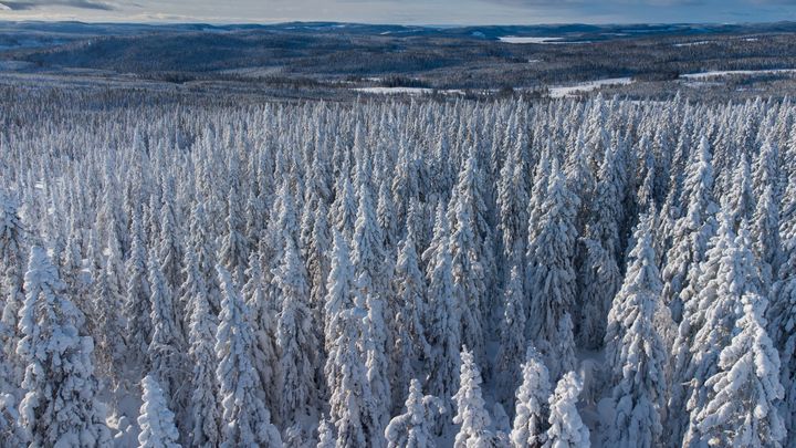 Bild på snötäckt svensk skog