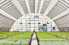 Växthus med granplantor