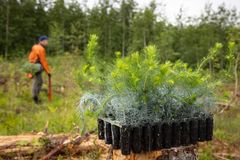 Plantering av skog