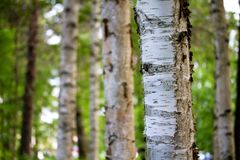 Färdplanen tar sikte på att femdubbla årsproduktionen av svenska lövträvaror.