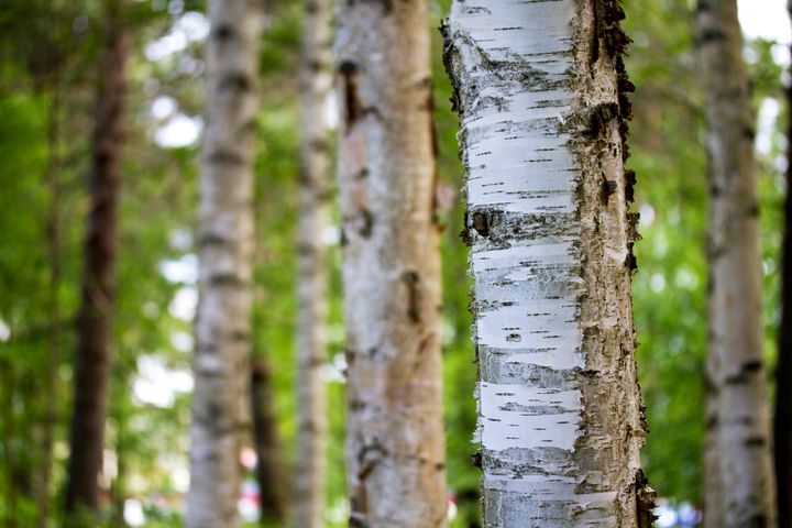 Färdplanen tar sikte på att femdubbla årsproduktionen av svenska lövträvaror.
