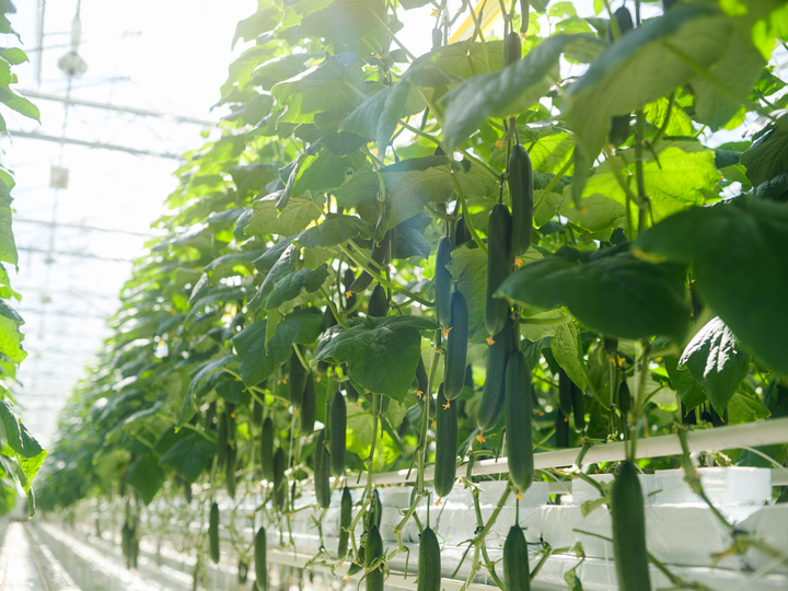 Lidl Sverige tecknar avsiktsförklaring med målsättning att erbjuda enbart svensk gurka året runt.