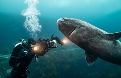 Sharks, Camera, Action! visas på Sjöfartsmuseet Akvariet.