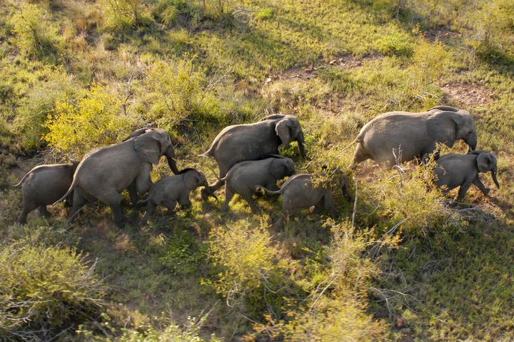 Elefanterna får bättre levnadsvillkor när avskogningen stoppas.