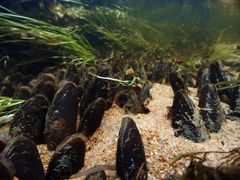 Flodpärlmusslan är starkt hotad och lever i rinnande vatten. Den äldsta hittills hittade var 256 år.