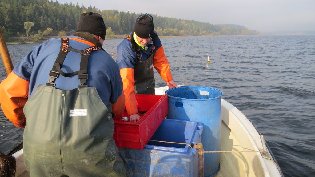 Arbete med ålinfångning på Glan. Foto: Tekniska verken