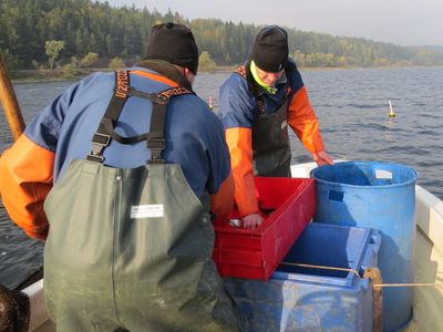 Arbete med ålinfångning på Glan. Foto: Tekniska verken