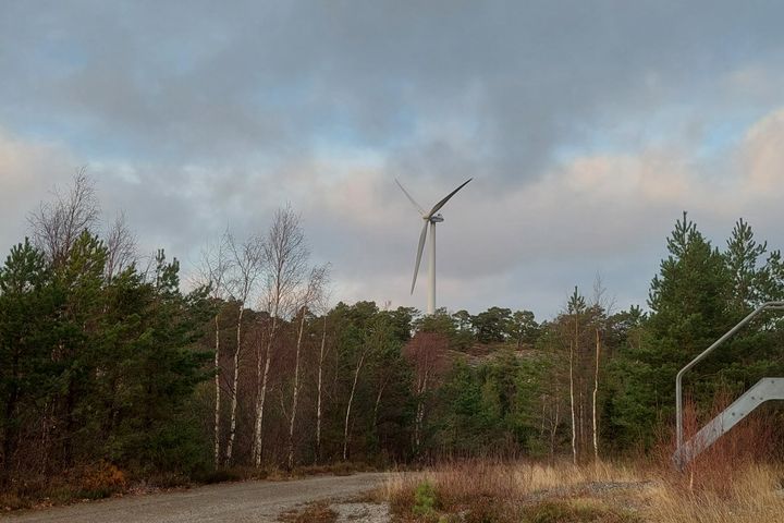 Ett vindkraftverk står i låglänt barrskog, med en grusväg i förgrunden