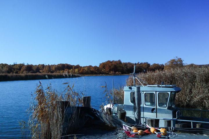 På sjön Glan fångas ålen in och får därefter sin sändare inopererad, för att sedan transporteras till Lilla Edet för utsättning i Göta älv.