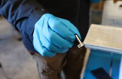 Ålen märks med en liten akustisk sändare.