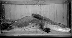 En utter simmar under vattnet.