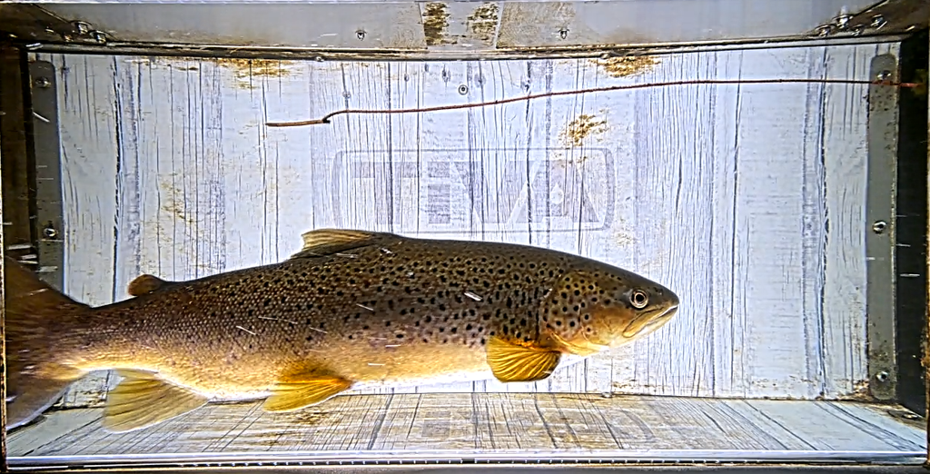 Videoregistreringen visar frekventa passager av bland annat stora sommenöringar och mindre öringsmolt.