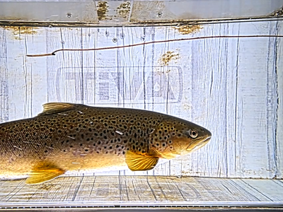 Videoregistreringen visar frekventa passager av bland annat stora sommenöringar och mindre öringsmolt.