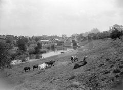 Svartvit bild av Tannefors omkring år 1900. Kor betar på en sluttande gräsbacke intill ett lugnt vattendrag, med hus och industribyggnader i bakgrunden.