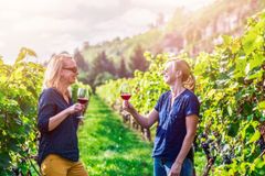 Två kvinnor provar vin, stående mitt i vinodlingen