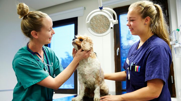 Nu startar löneförhandlingarna för 263 kliniker med 5000 anställda inom svensk djursjukvård.
