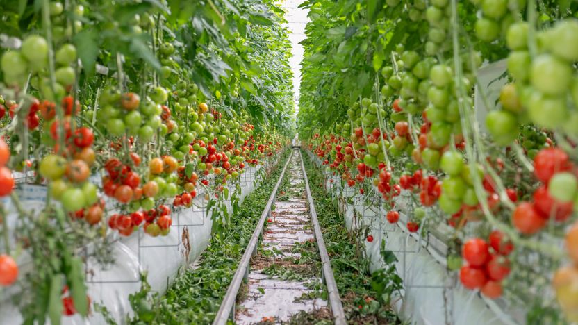 Stärkt kompetens avgörande för matproduktionen