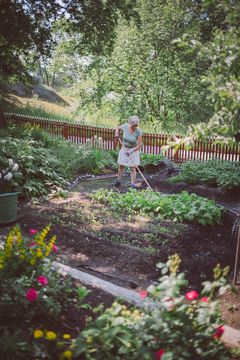 Trädgårdsmästare i koloniträdgården på Skansen.