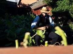 Skörd av tobak på Garverigården på Skansen.