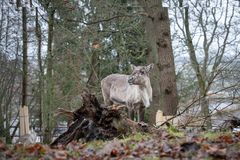 Skansen tar ytterligare steg i arbetet för artbevarande och biologisk mångfald, nu har skogsvildrenen anlänt till parken lagom till jul.