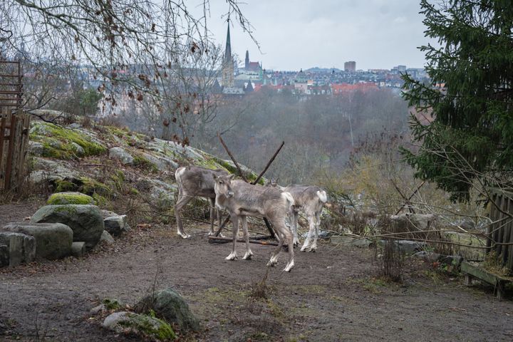 Skansen tar ytterligare steg i arbetet för artbevarande och biologisk mångfald, nu har skogsvildrenen anlänt till parken lagom till jul.