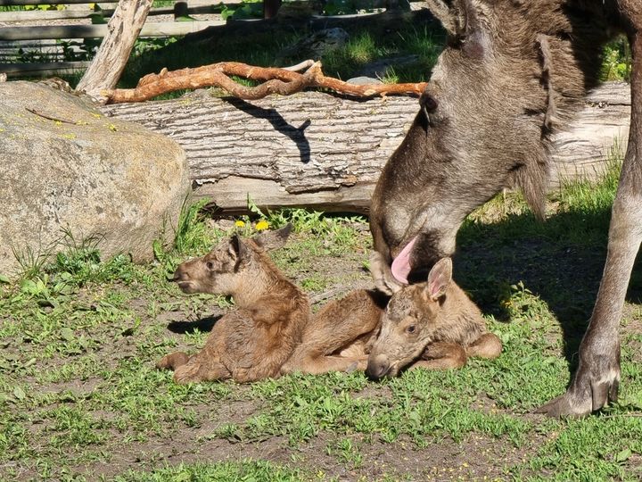 Två älgkalvar har fötts på Skansen.