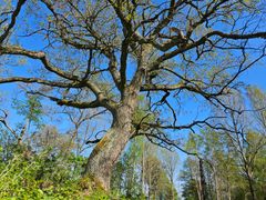 Ett hundratal ekträd ryms i Sydvästra Fysingen. Somliga är flera hundra år gamla.