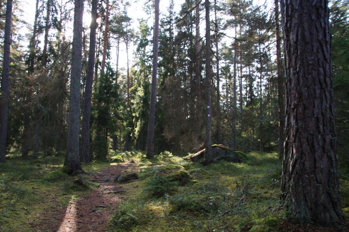 Barrdominerad gammelskog i Bergaskogen.