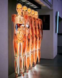 copyright: Institute for Plastination, Heidelberg/Germany