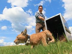 Planet Wild Co-Founder Markus Gilles releases a young lynx into the wild as part of the lynx reintroduction programme in the Harz region.