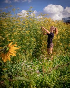 Rensa ogräs i Østergro. Foto: Copenhagen Media Center