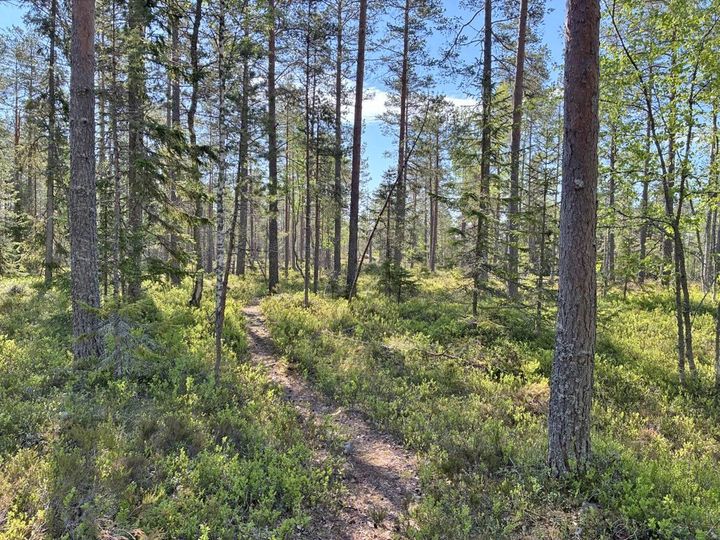 Bild på skog och mark.