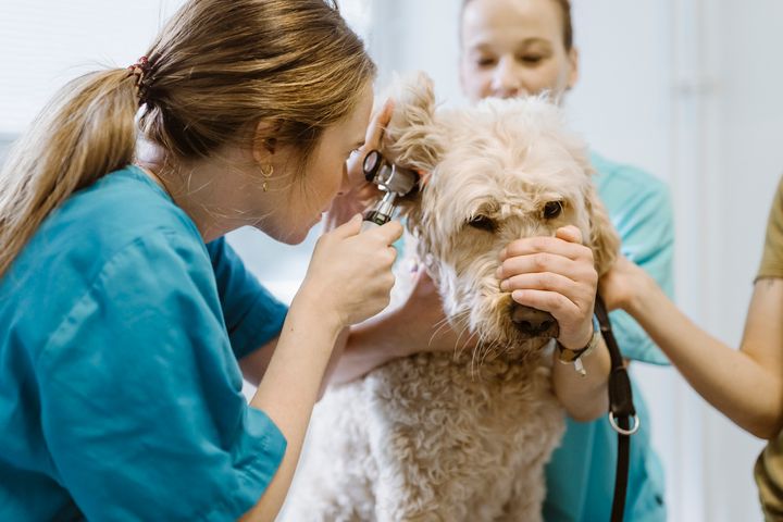 Veterinärer undersöker en hunds öra.