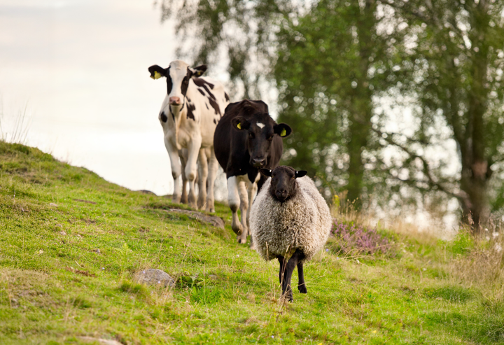 Två kor och ett får betar på en grön äng.