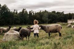 En liten flicka står på en äng och klappar får.