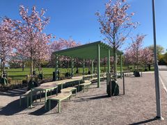 Körsbärsträden i blom, Gränbyparken 2025. Foto: Uppsala kommun